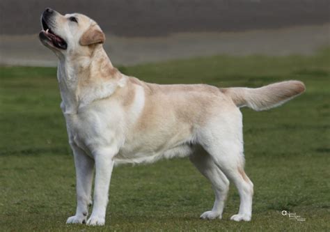 Burberry Labradors — 235 William Road, Mount Helena, WA .